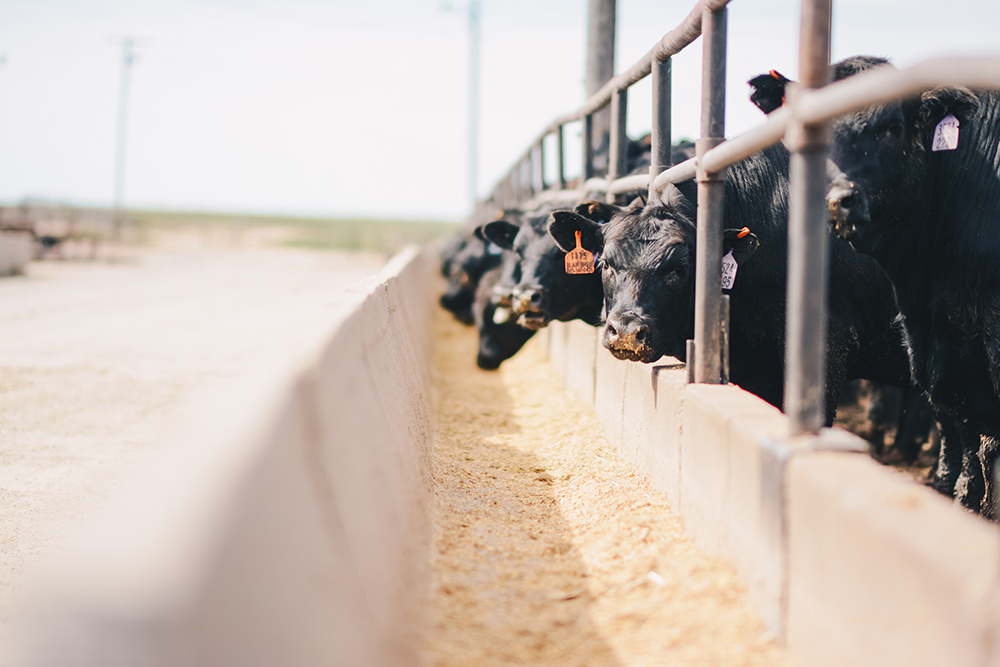Faith, family and feed