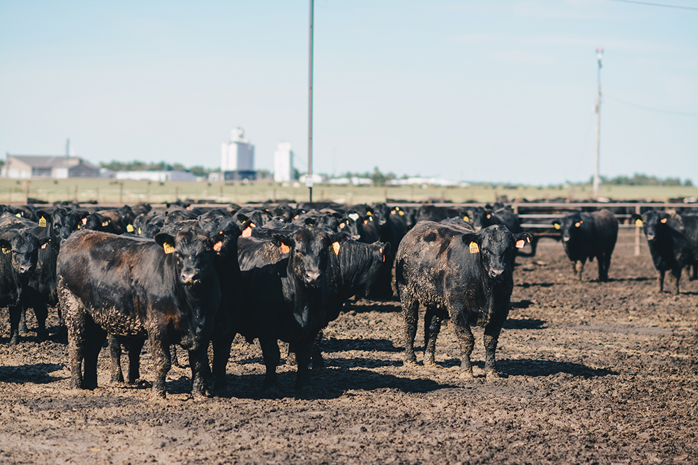 steers in a feedlot