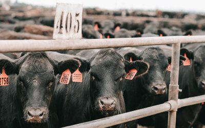 Following the calves: Not in South Dakota anymore