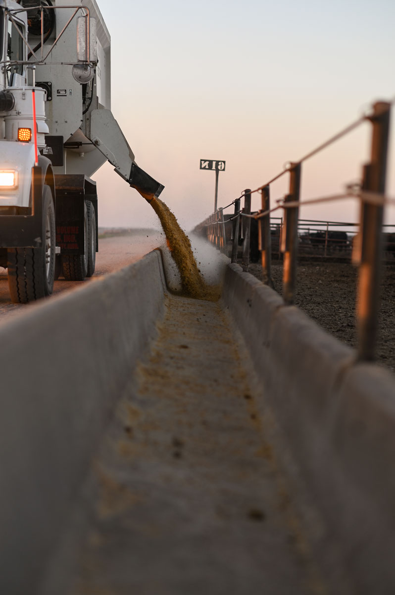 colorado feedyard