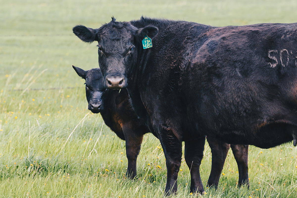 Following the Calves: Decisions, decisions