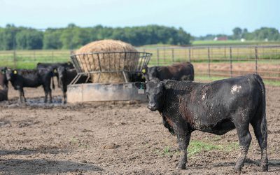 CAB carcass cutout premiums bolstered