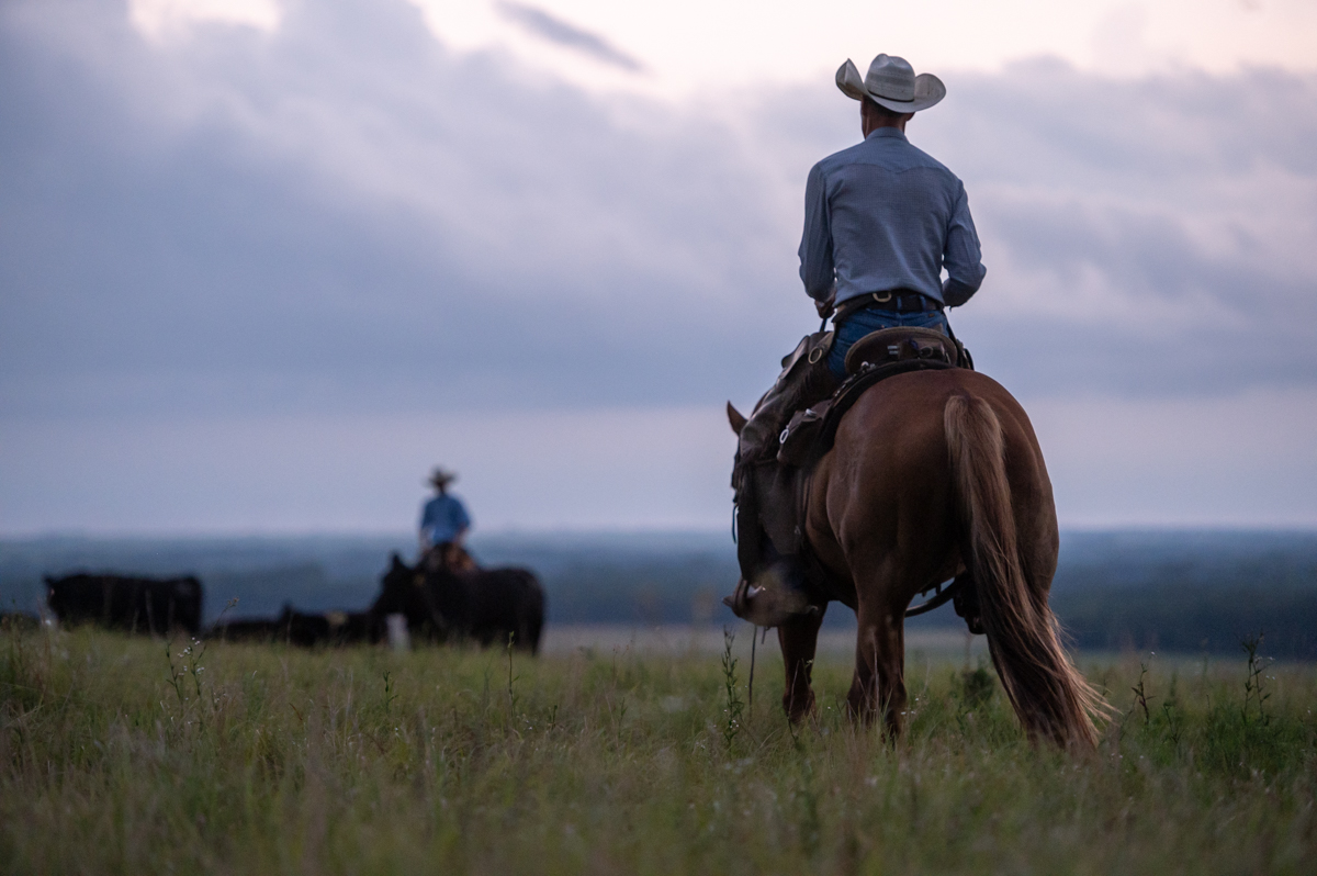 Dalebanks Angus earns CAB seedstock honors