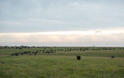 Dreamers with endurance