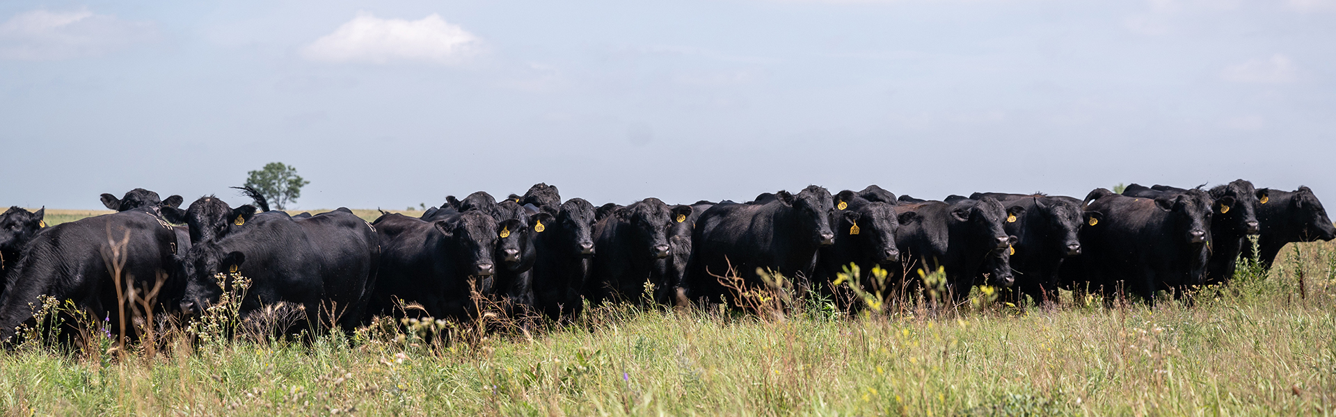 dalebank angus, perriers, cc2e seedstock