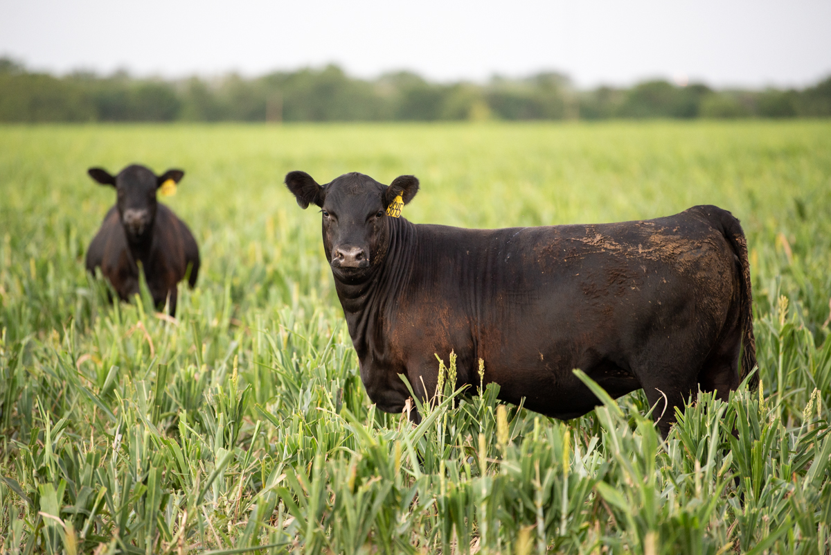 On Target: Early path to quality beef