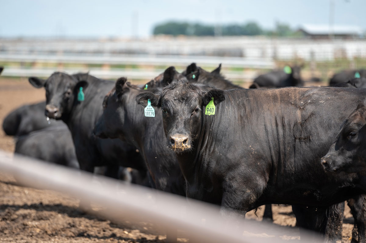 Angus steer