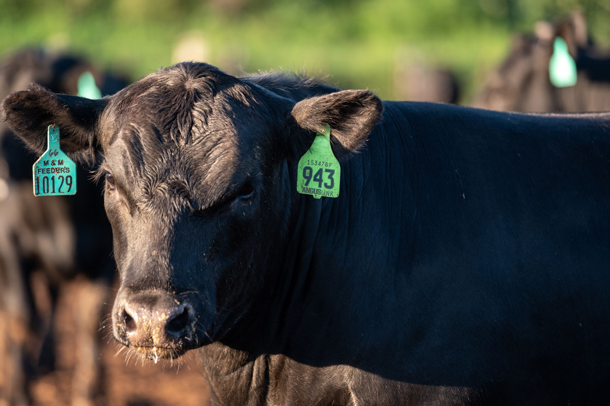 AngusLink steer