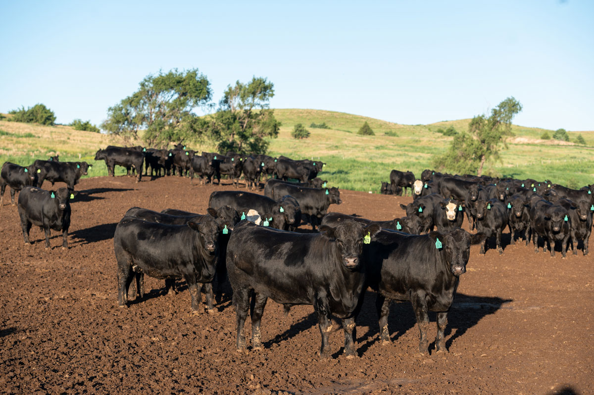 M&M feedyard pen