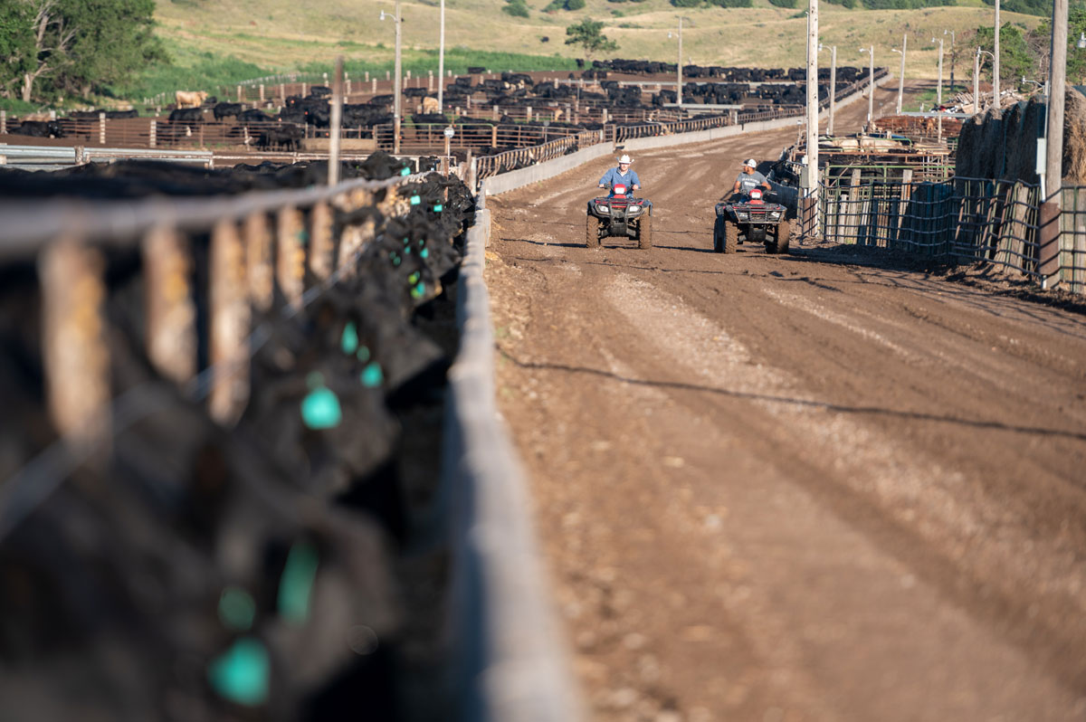 M&M feedyard