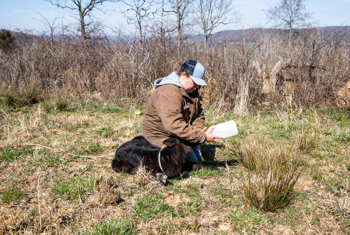 giving electrolytes to calf with scours