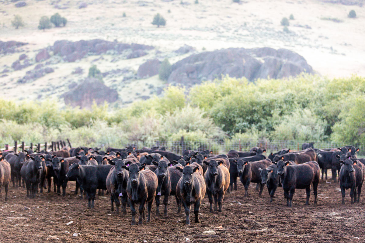 Morgan Ranches feeder calves