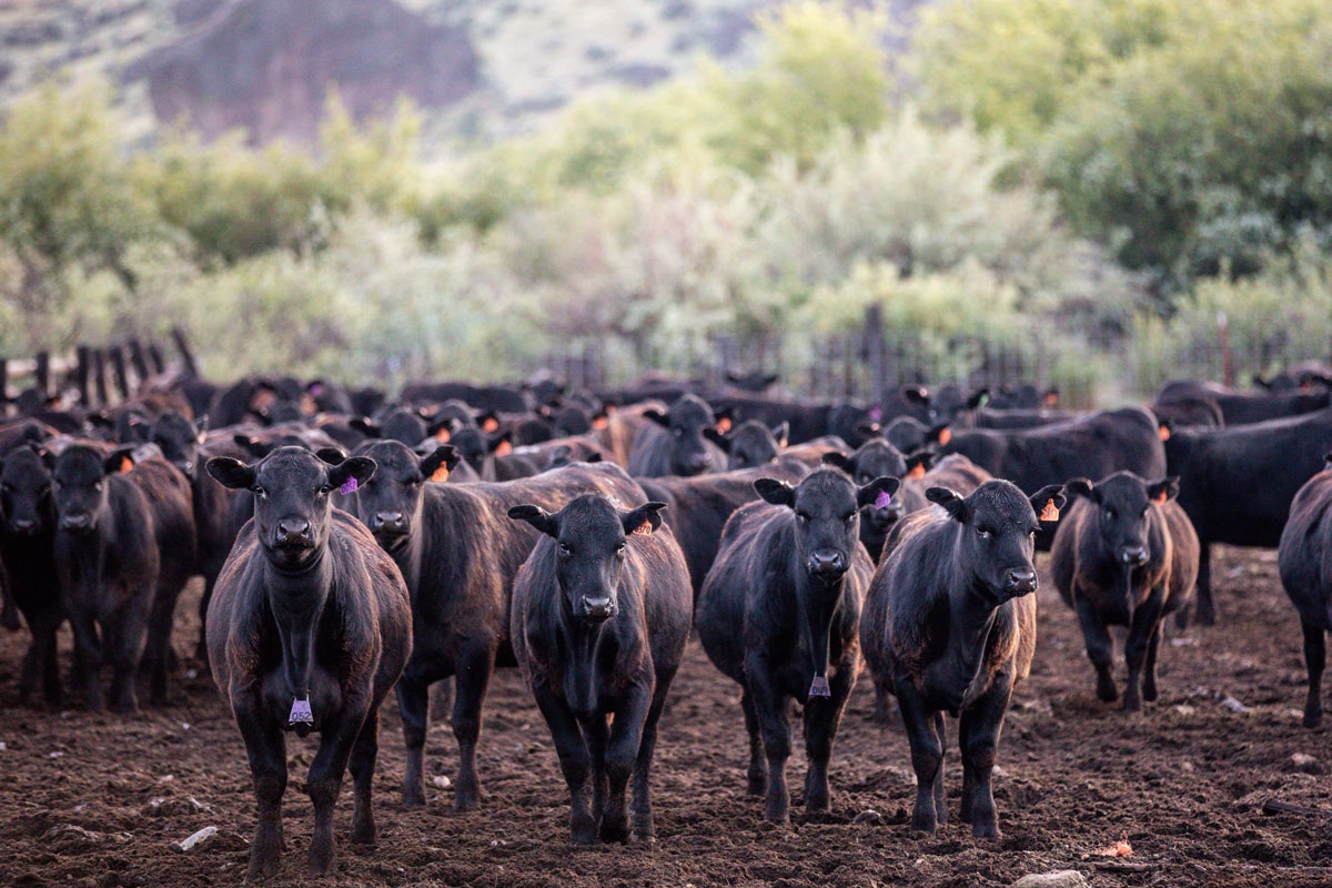 Rutan feeder calves