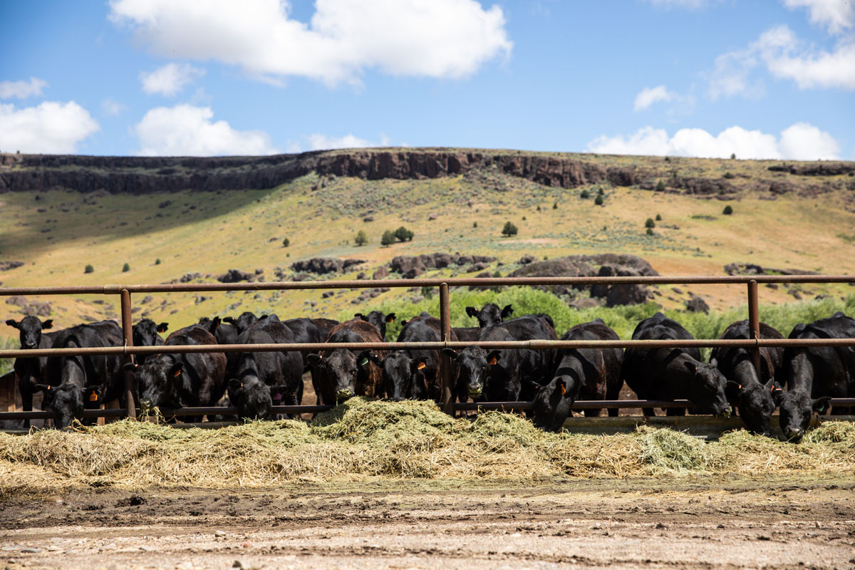 Morgan Ranches feeder calves at the bunk