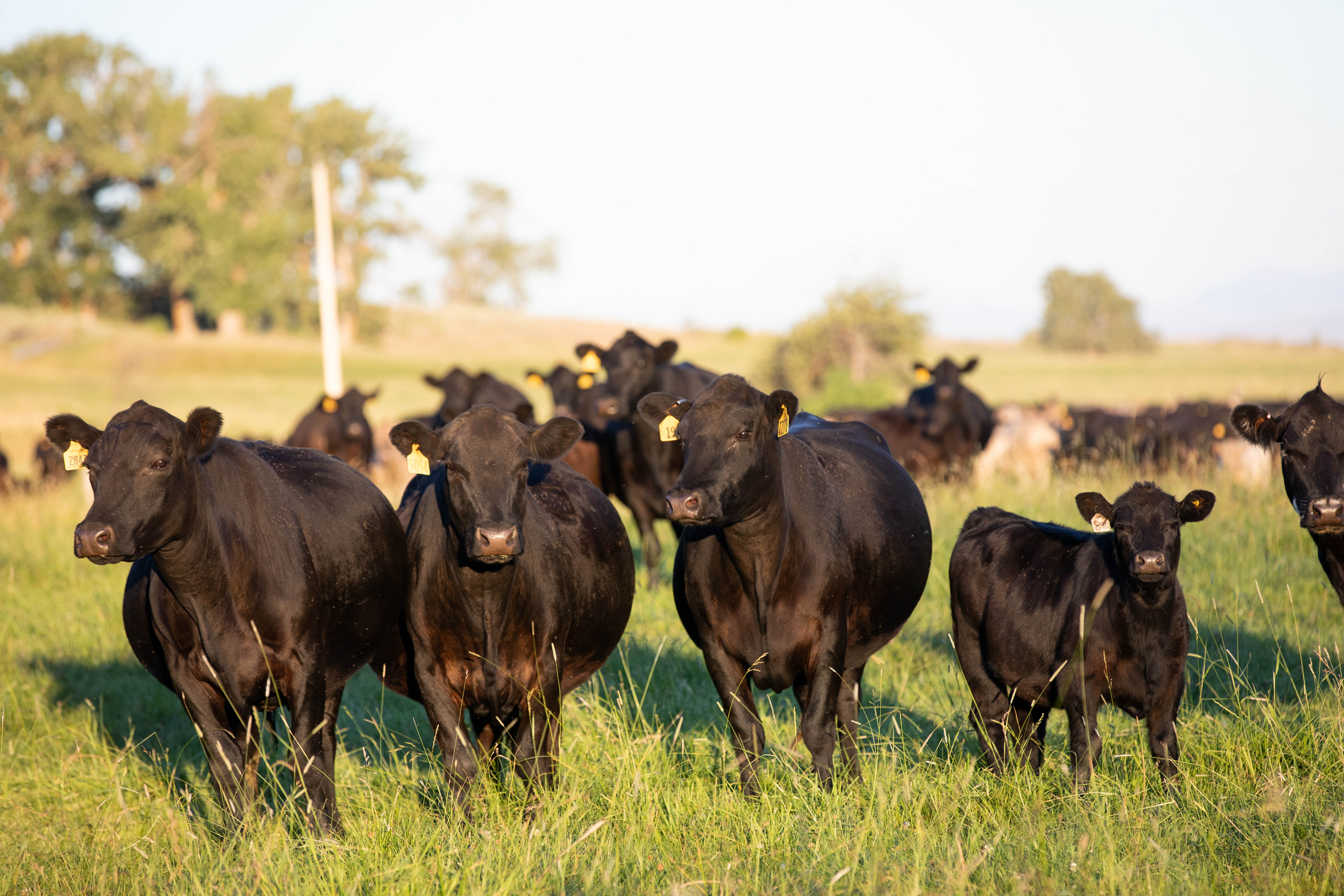 Angus commercial cows