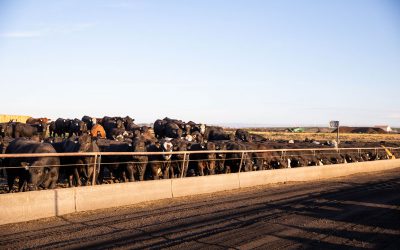 Premium Beef Remains in Fashion