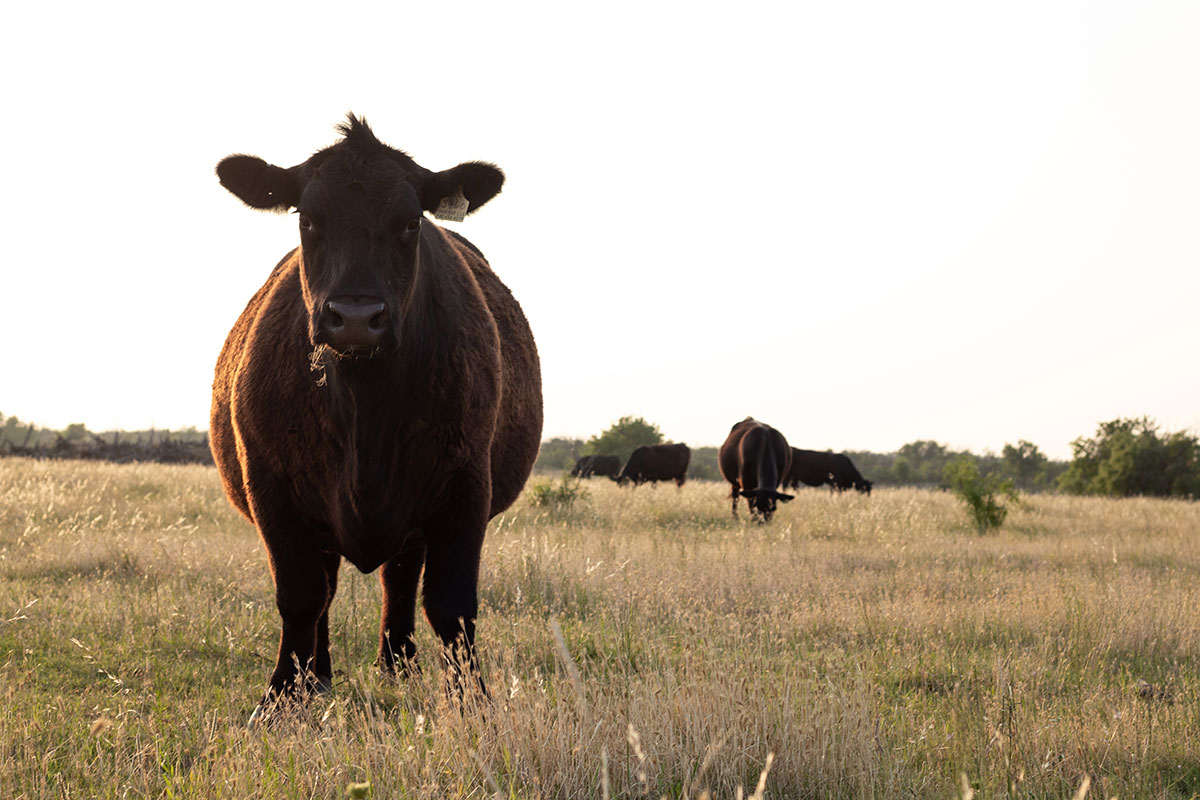 Mini cows produce big rewards for Reading rancher, Gaz