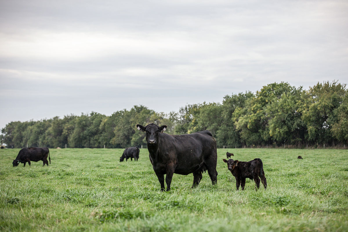 cow-calf