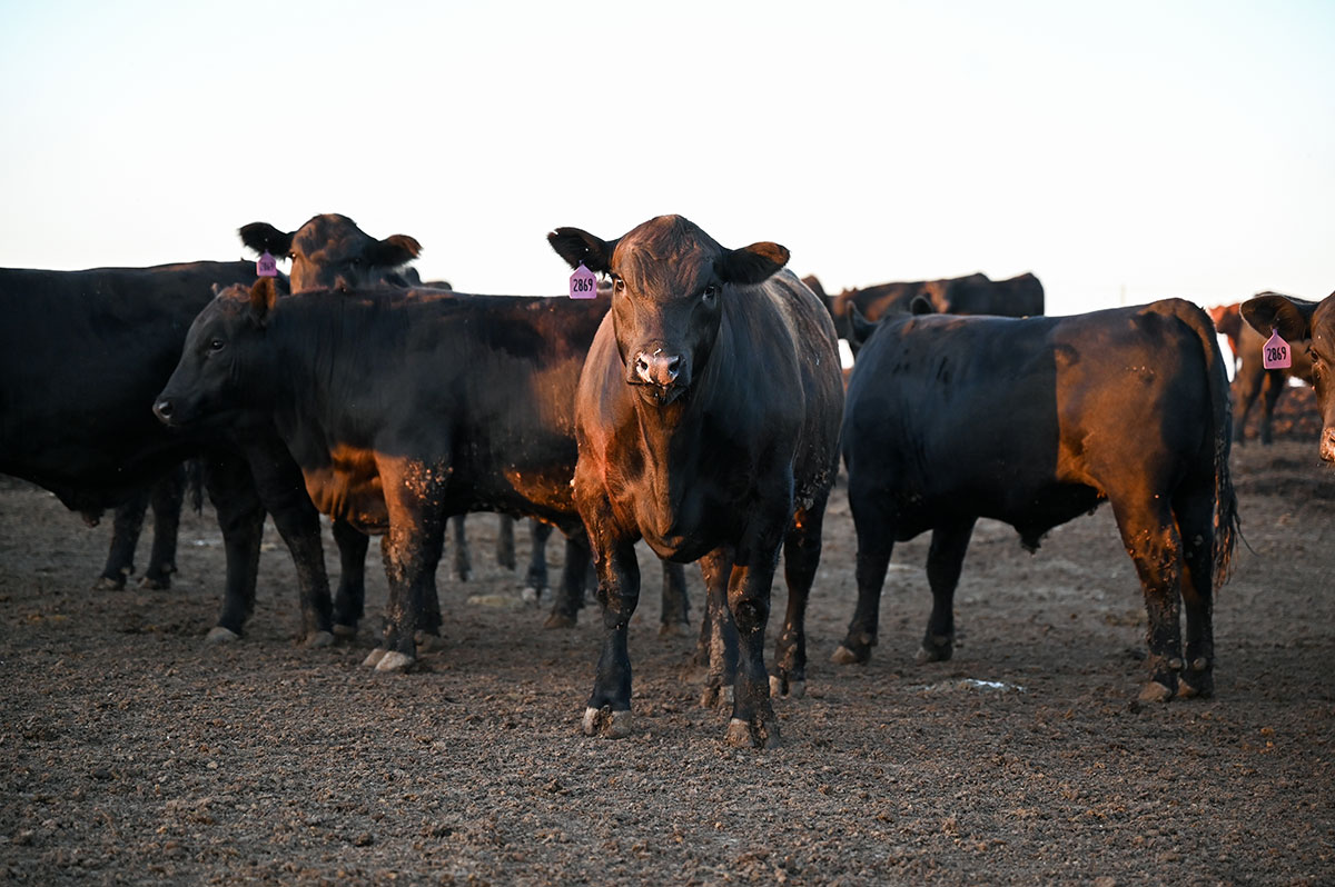 One sick calf = less profitable pen