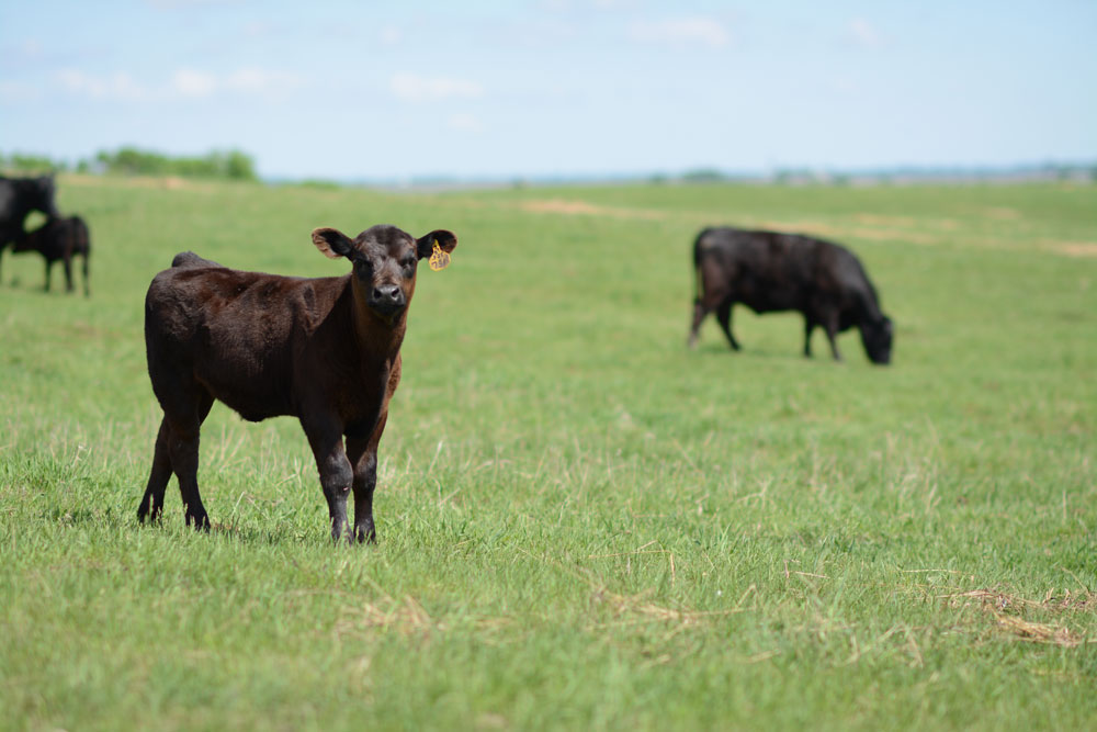 Marbling, maternal cows work