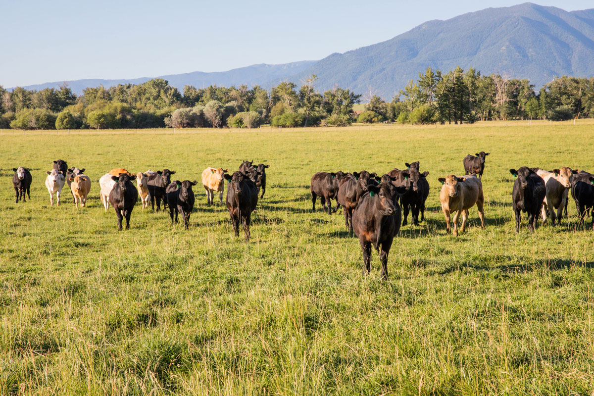 Wilson Cattle Co. stocker calves