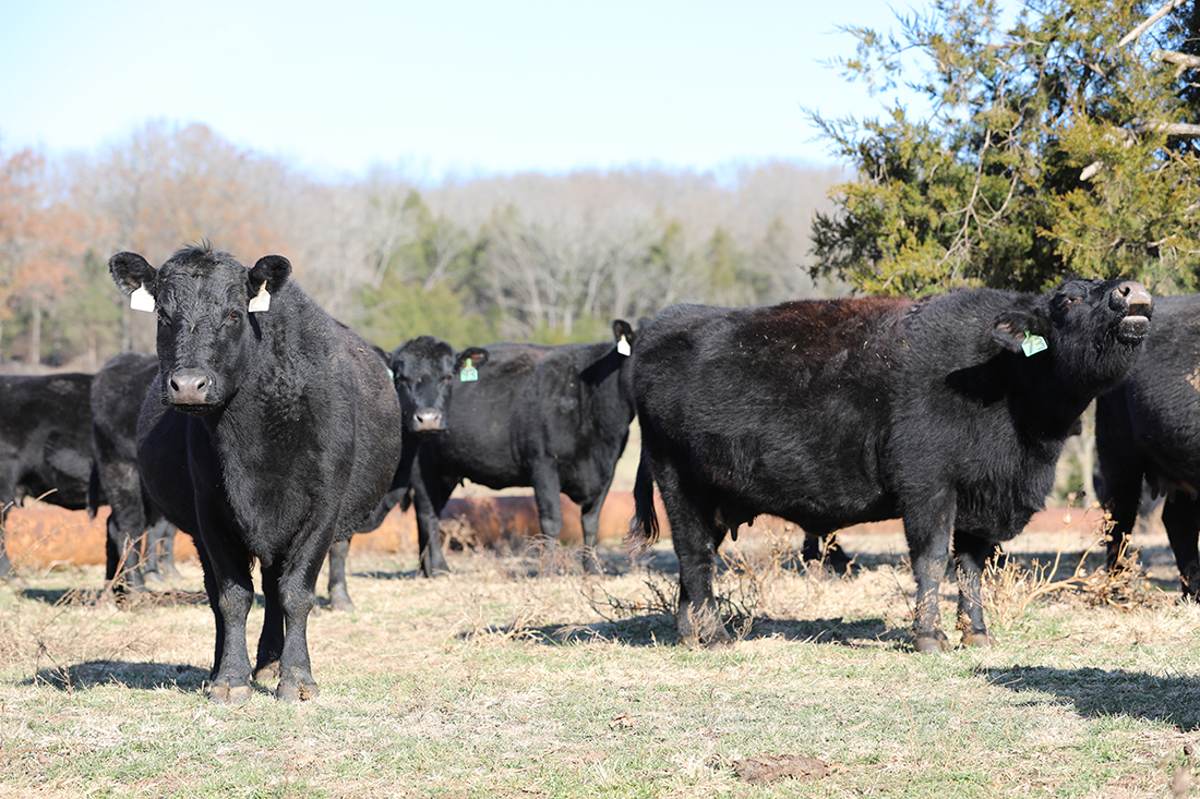 Beef cattle tales connect with consumers