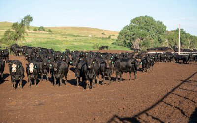 Carcass quality spreads widen on seasonal demand
