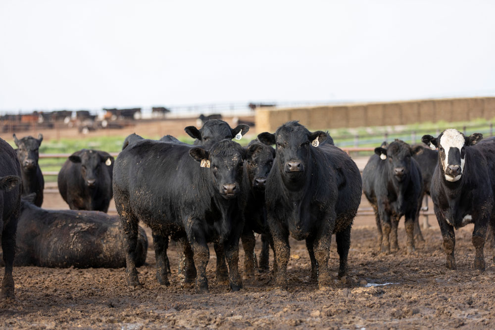 Following the Calves: Florida calves backgrounded