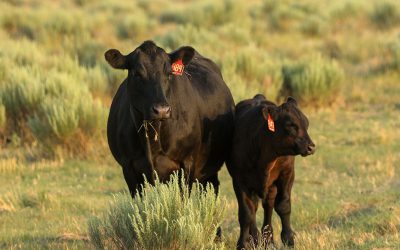 Adding Angus by scientific method