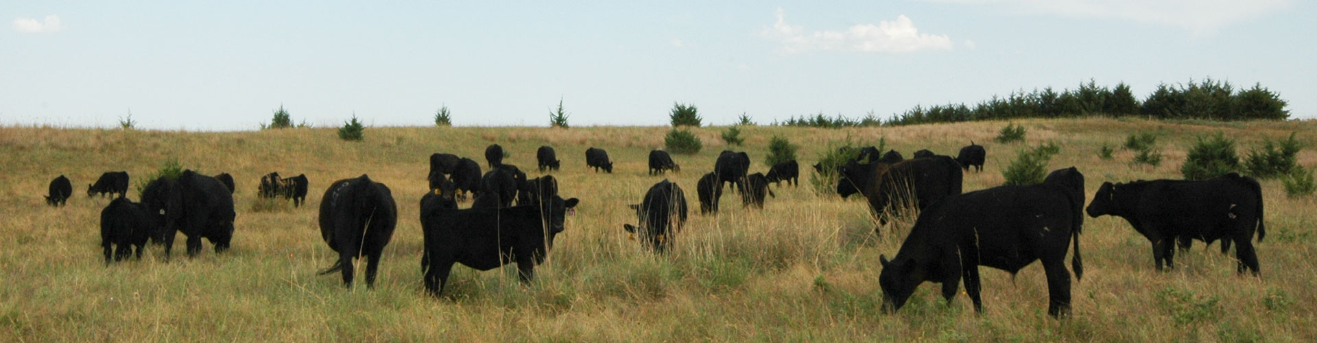 cattle grazing