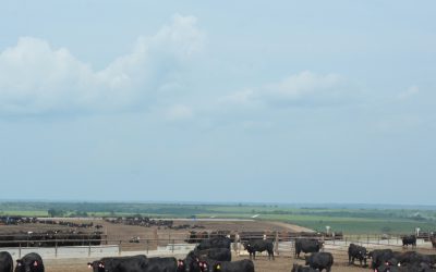 Beef’s a trip day 10: Working together to make ’em better