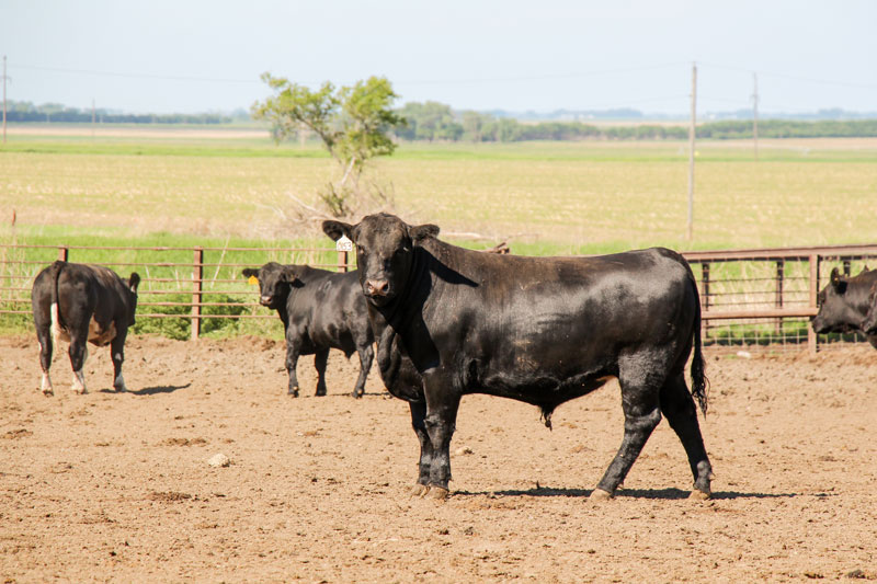 Carcass Weights Find Annual Low