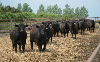 Self-selected culls
