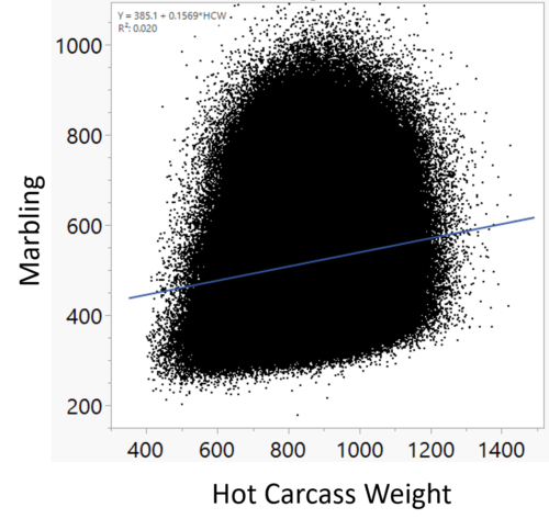 Marbling and Hot Carcass Weight