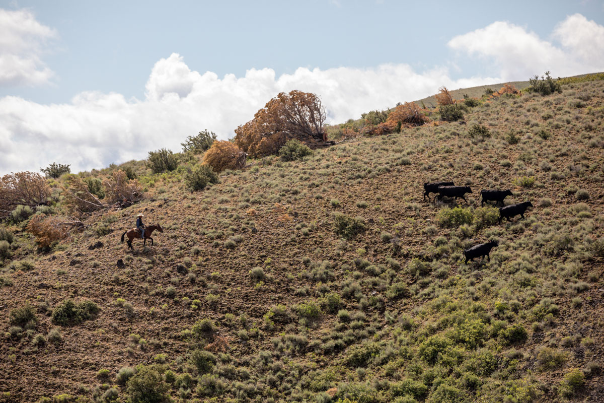 cattle on hillside