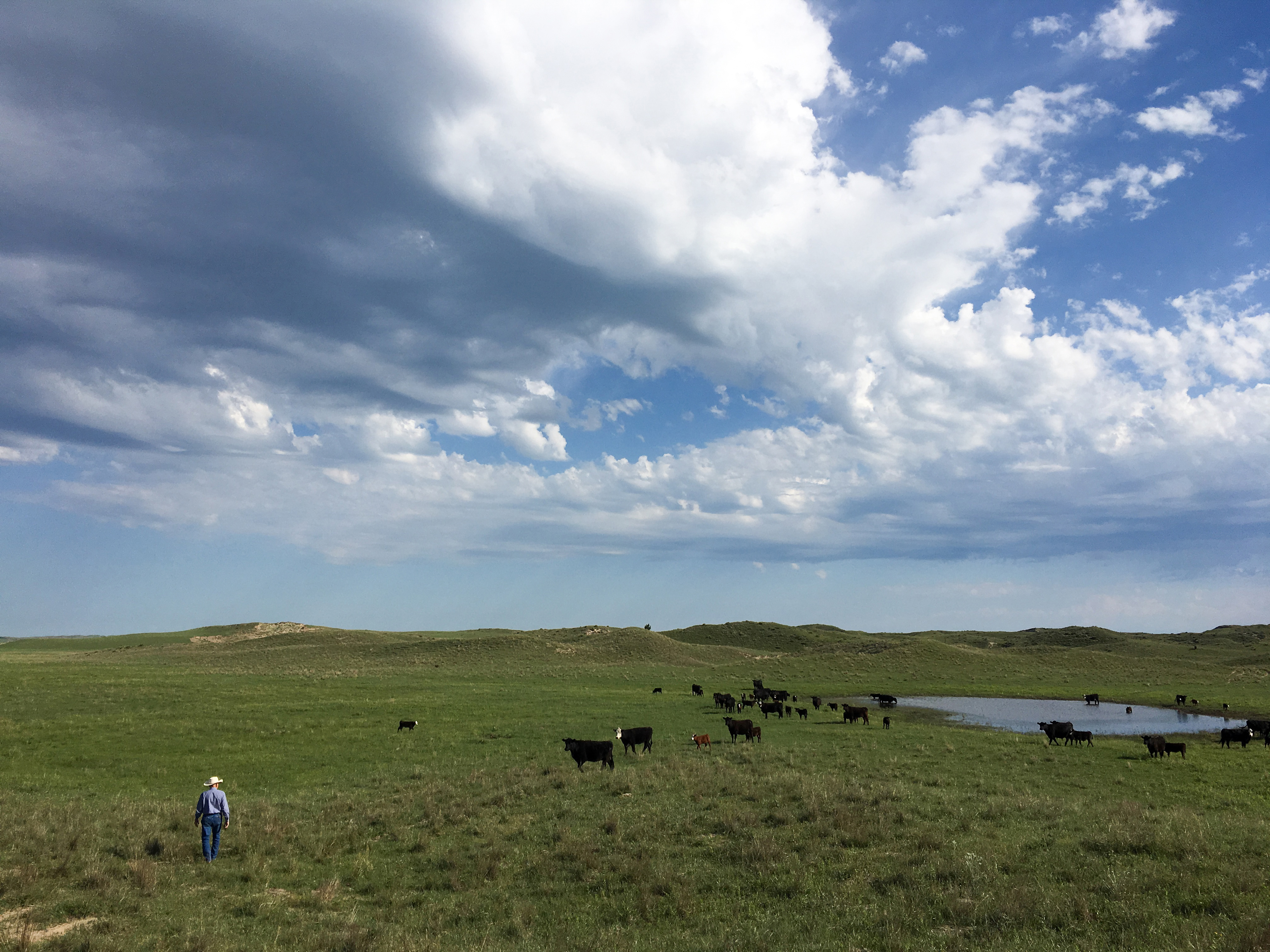 Burning bluestem for better beef