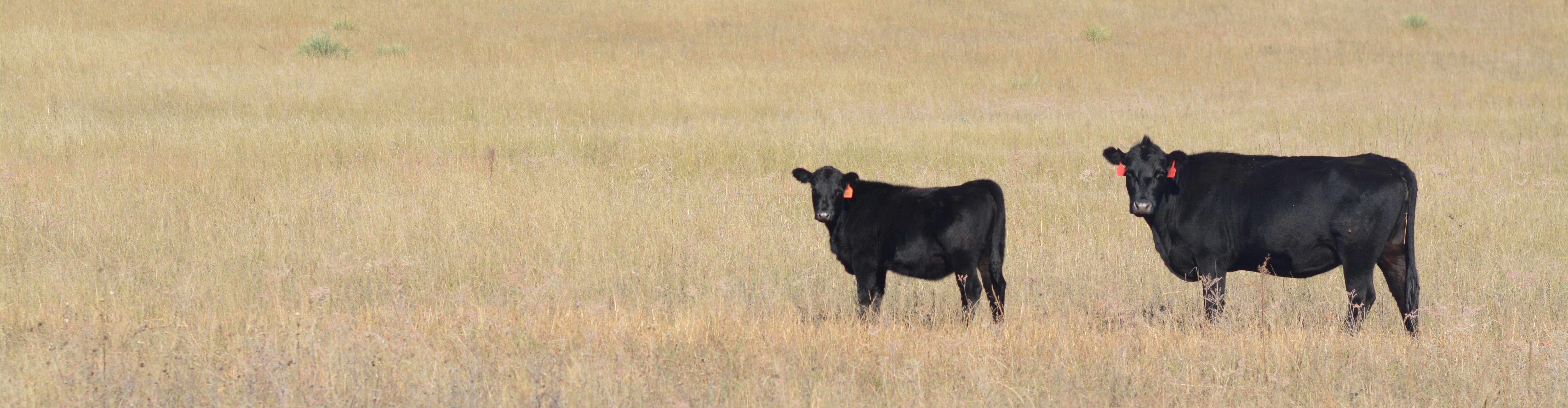 feedyard steer