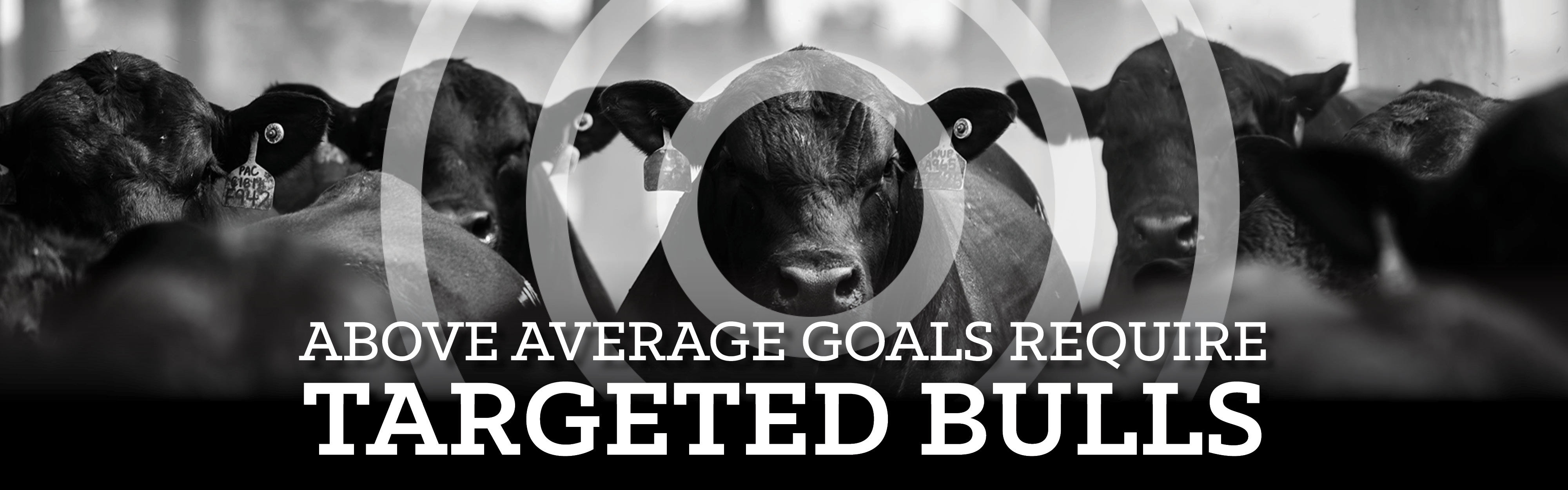 Above average bulls require targeted bulls banner