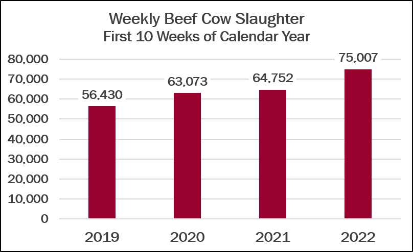 weekly cow slaughter 2022