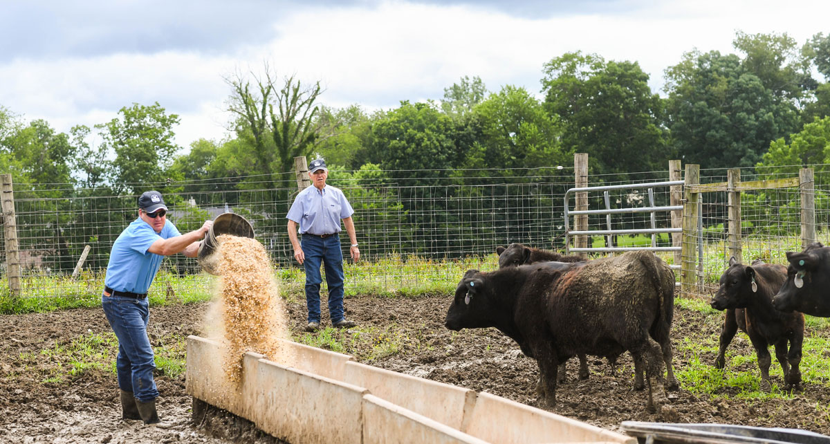 pouring feed in a bunk