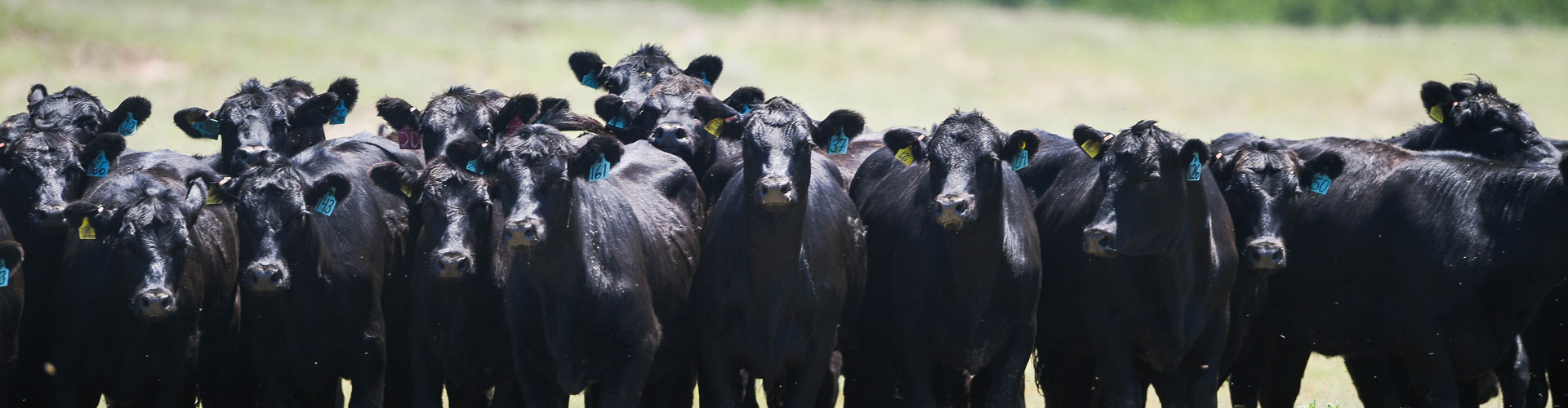 group of angus heifers