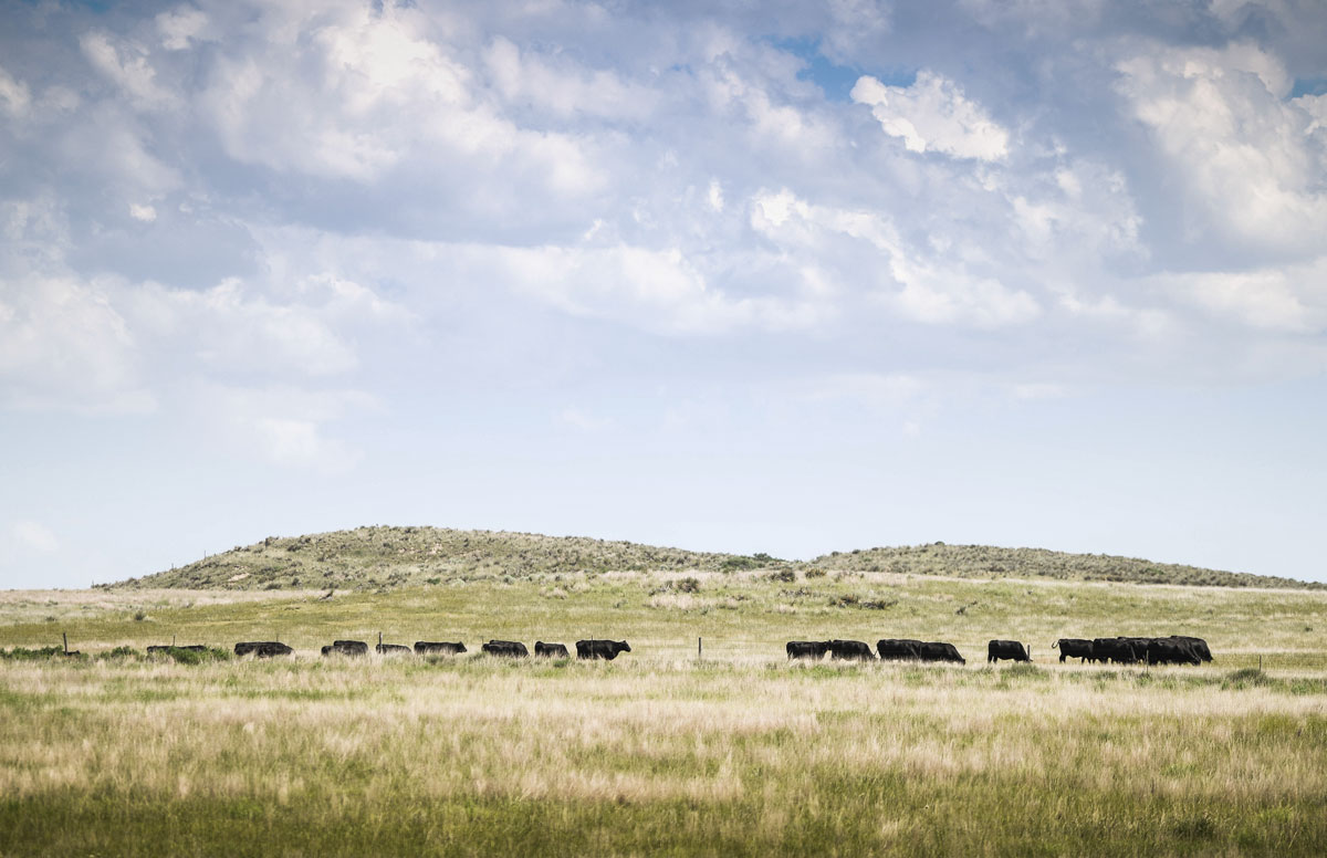 cows on the horizon grazing