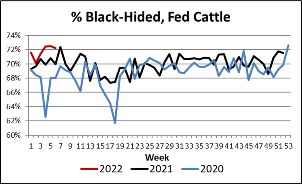 black hided cattle trends 2022