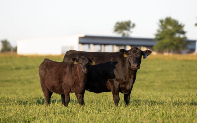 Certified Angus Beef Sales Resilient Amid Down Supply