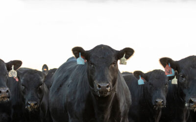 Rapid Decline in Select Carcasses