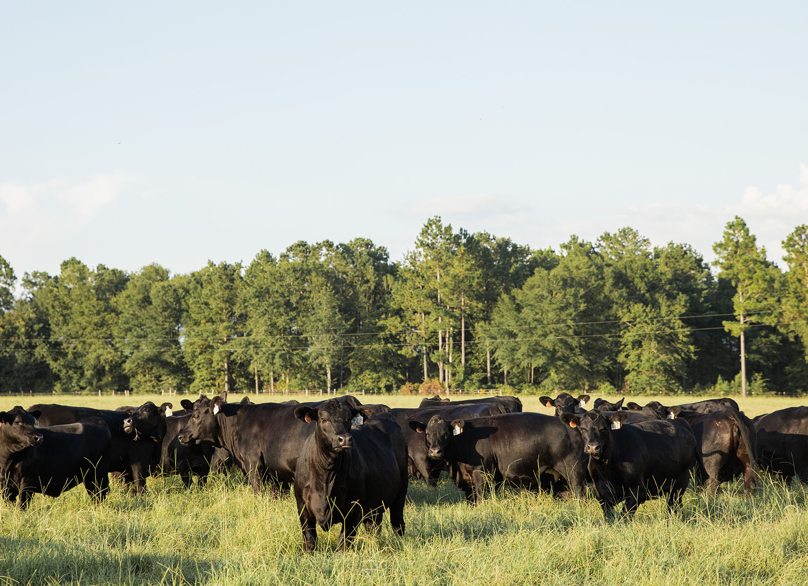 Cattle Hero