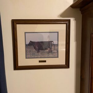 framed photo of angus cow