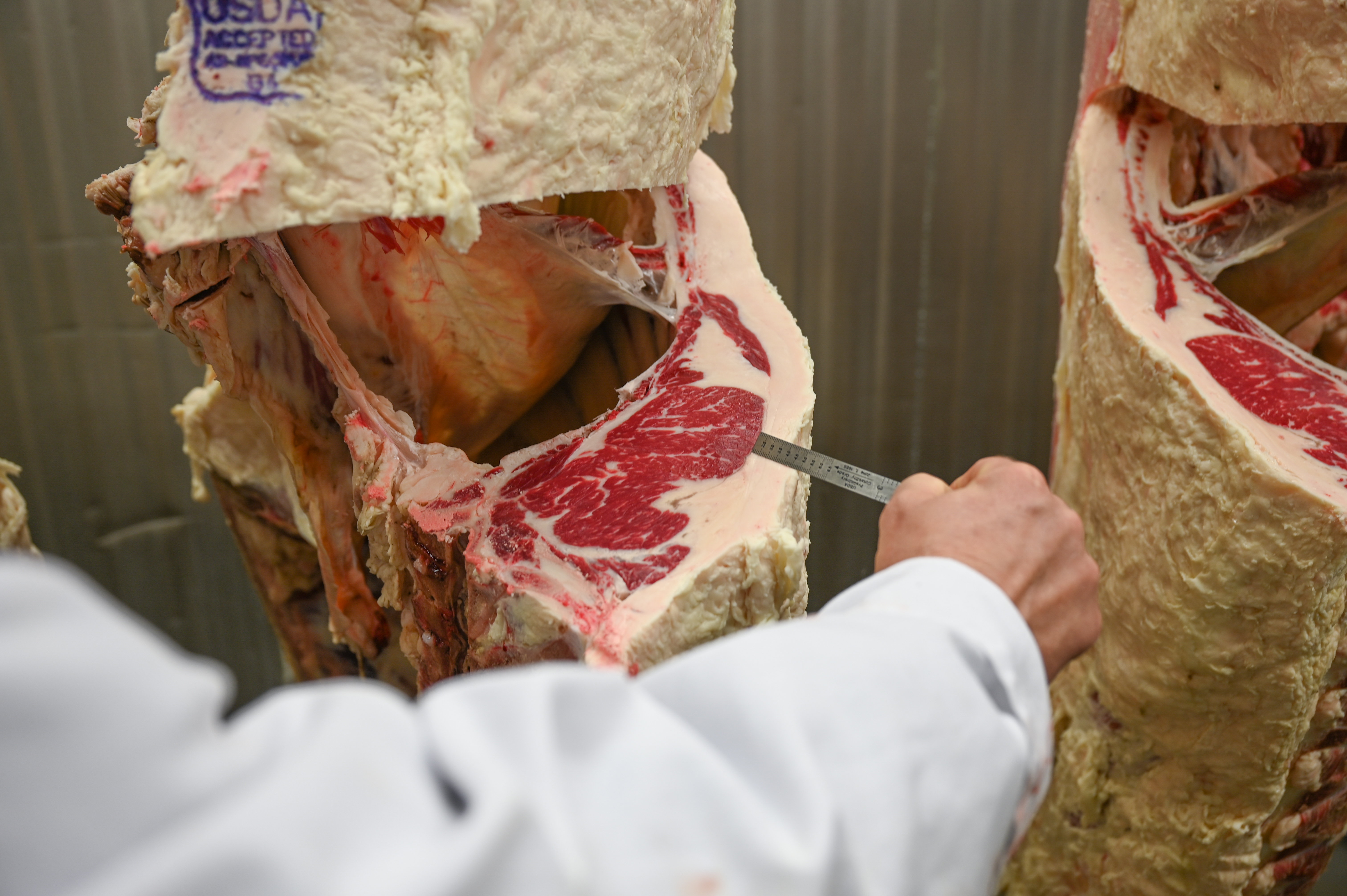 measuring backfat on carcass 