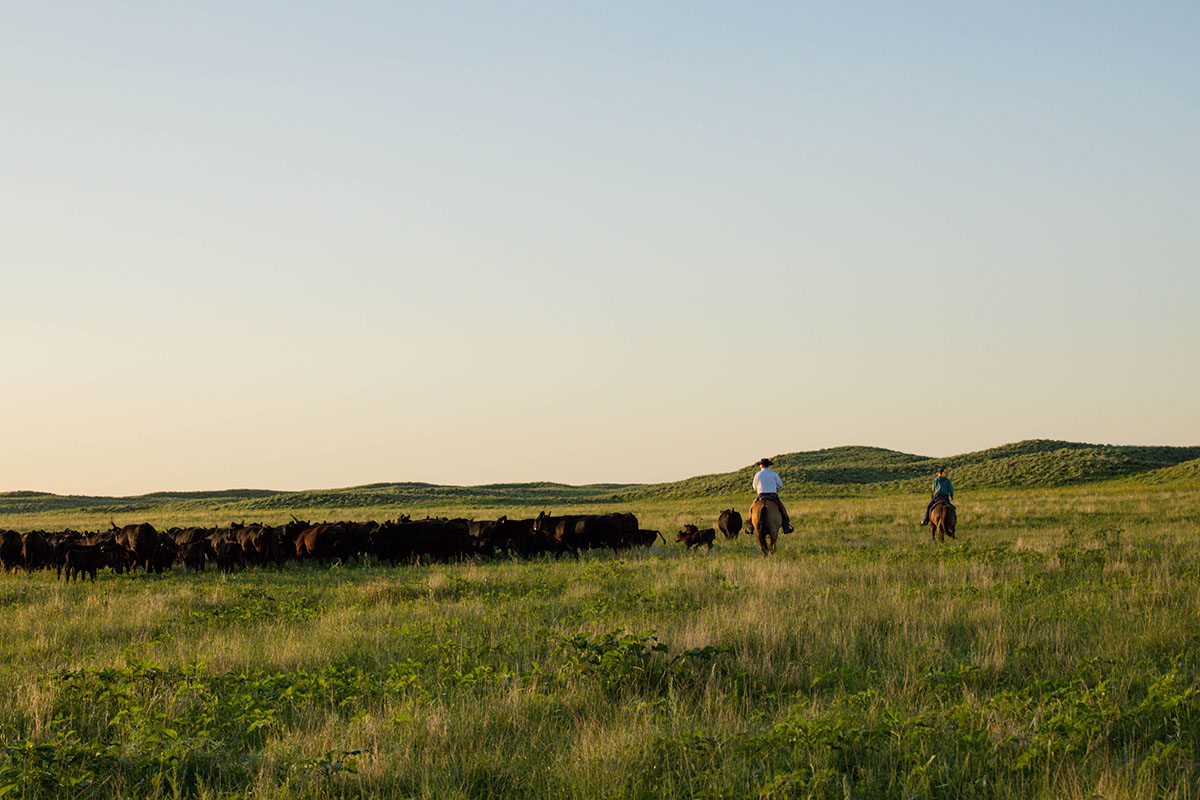 Making It Better - CAB Cattle