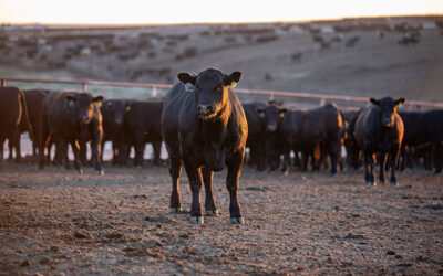 Margins Sqeeze, Markets Cool: What It Means for Fed Cattle